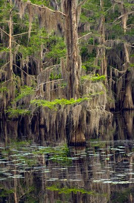 Caddo-Lake_0033_800p.jpg