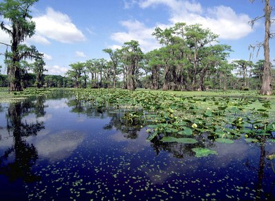 Water lillites growing in the bayou.