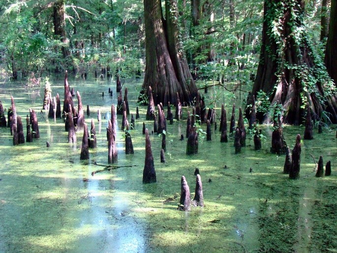 Cypress Knees.jpg