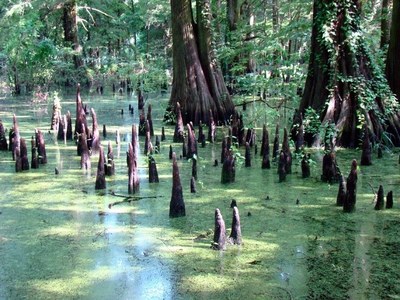 Cypress Knees.jpg
