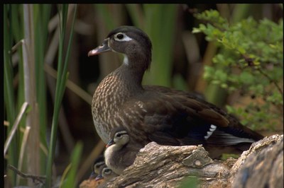 Wood Ducks