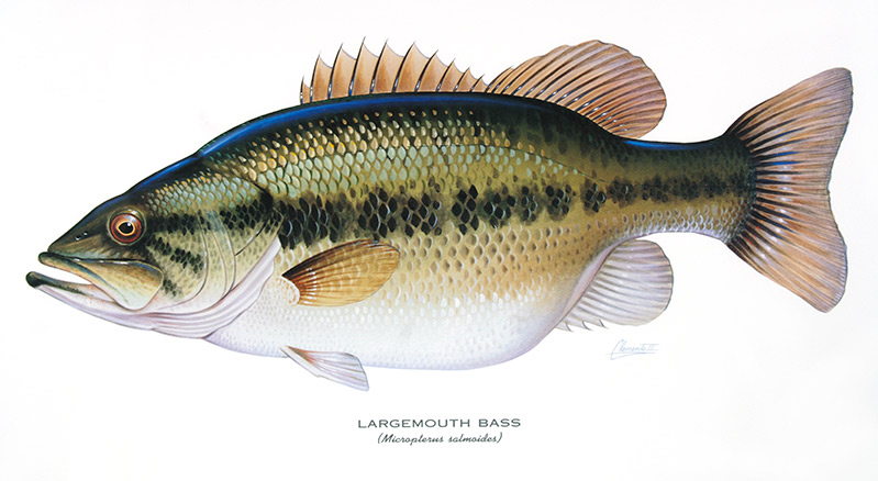 Largemouth_1_800p.jpg