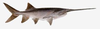 Paddlefish