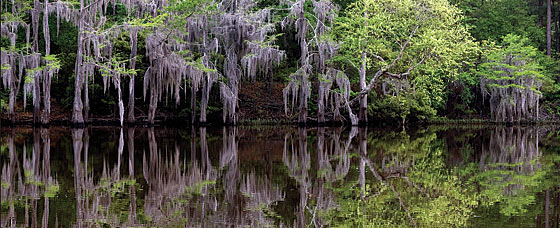 Caddo-Lake_0015.jpg