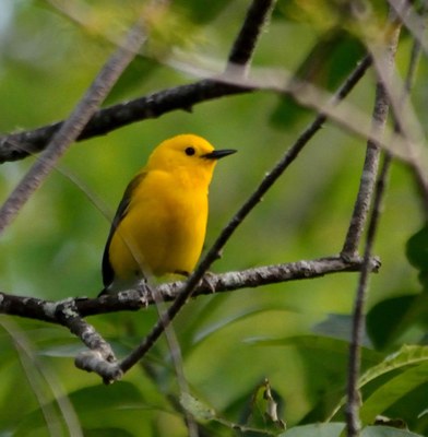 Prothonotary Warbler
