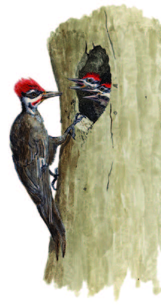 Woodpecker Illustration