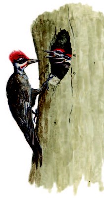 Woodpecker Illustration