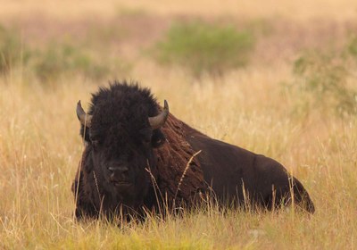 Bison sitting in the plains grass