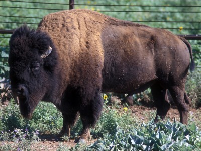 Bison_18x24.jpg