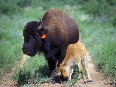 ZBison and Kid.jpg