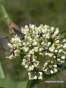 bloom of antelope horns