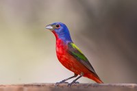 Small bird with red, blue and green coloration