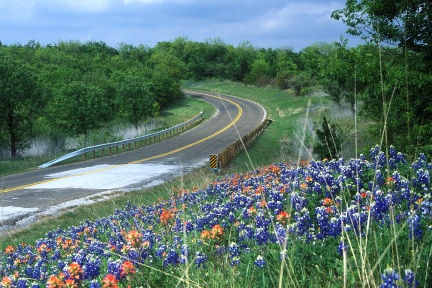 Roadside Flowers.jpg