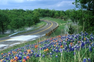 Roadside Flowers.jpg