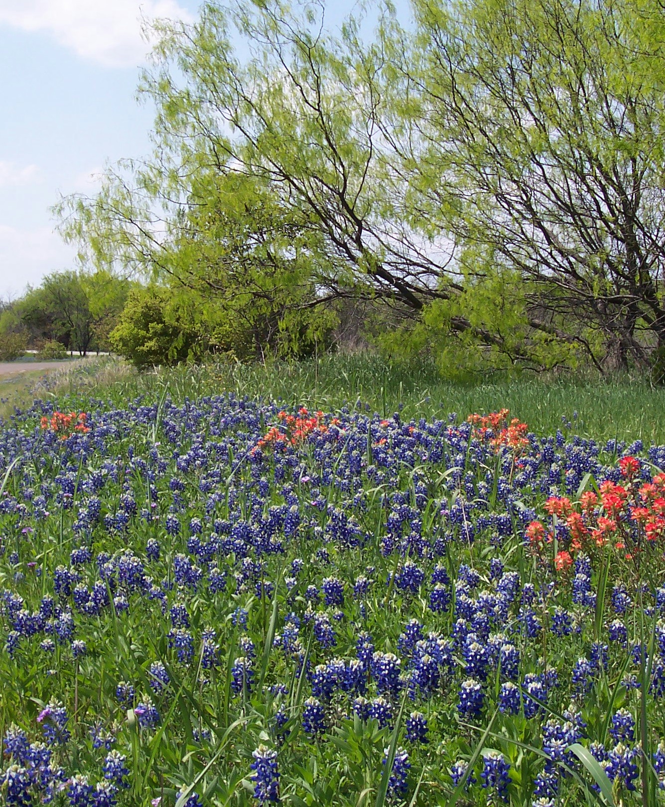 Roadway Flowers.jpg