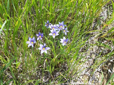 blue eyed grass.jpg