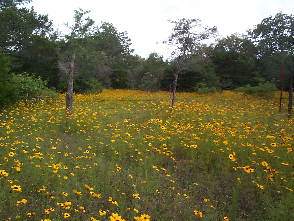 wildflowerfield.jpg