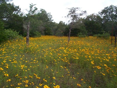 wildflowerfield.jpg
