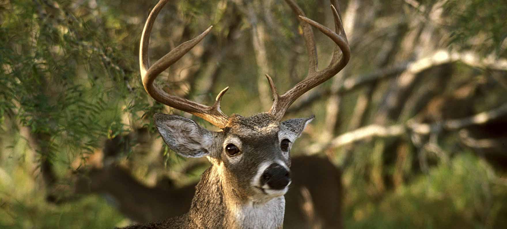 Choke Canyon Deer