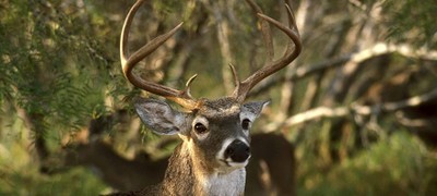 Choke Canyon Deer
