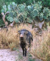 Javelina standing in front of prickly pear