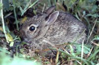 Cottontail rabbit hiding in grass