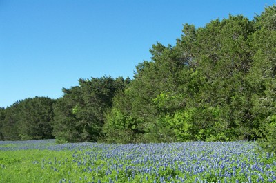 CSP bluebonnets.JPG