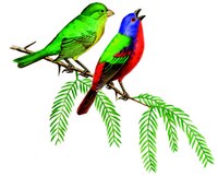 Male and female bunting perched on tree limb