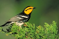 Golden-cheeked warbler on a tree