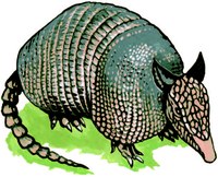 Armadillo Illustration