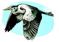 painting of a bird in flight