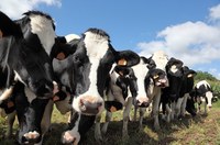 row of black and white cows looking at the photographer
