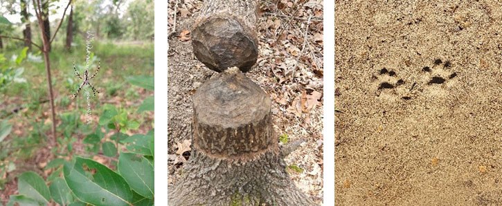 Collage of three photos: a spider, a tree stump and animal tracks.