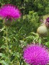 Vivid purple thistle blooms