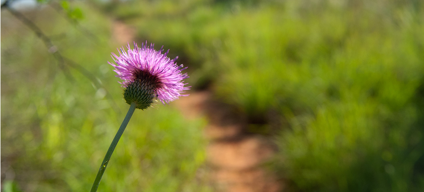 Purple Flower at Copper Breaks