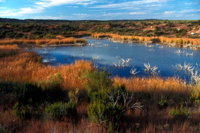 Small lake surrounded by grasses
