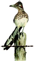 Large bird perched on fencepost