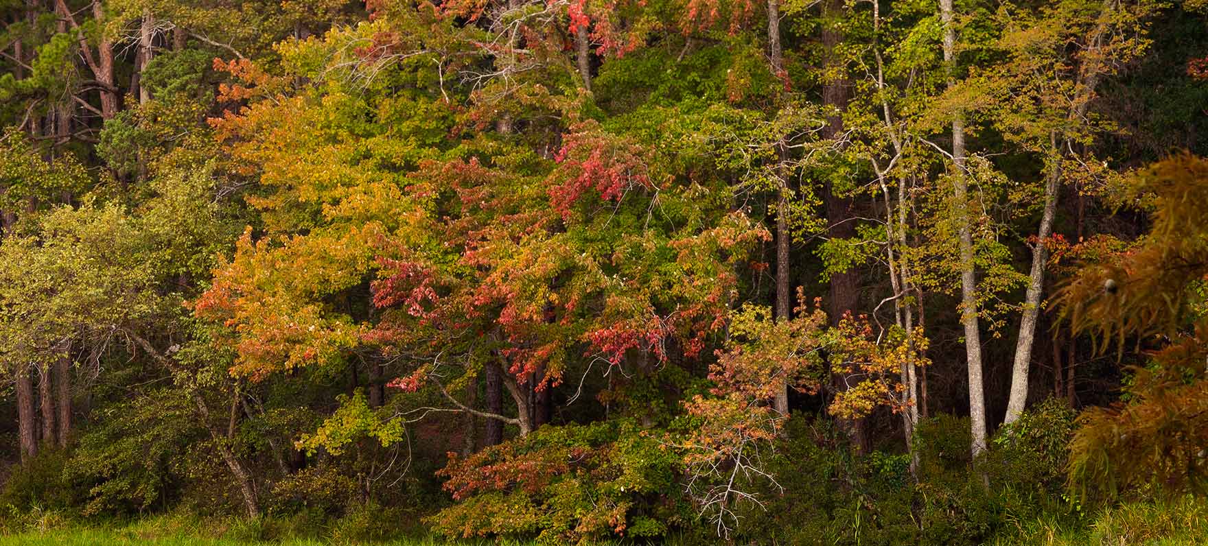 Fall Woods at Daingerfield SP