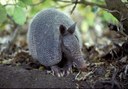 Armadillo