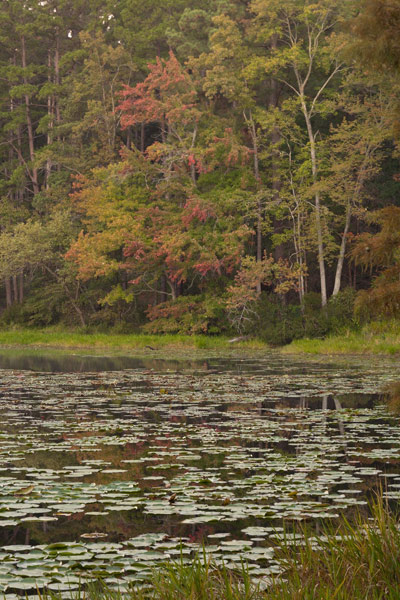 View of lake with forest on the far side