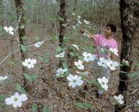 girl looking at dogwood blooms in the forest