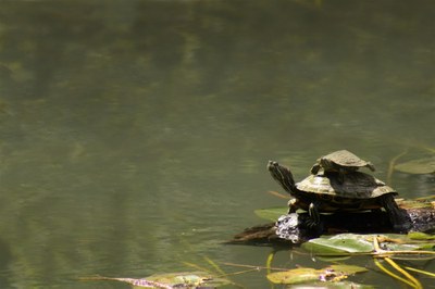 red-eared slider turtle sitting on a log at water's edge