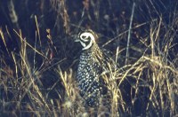 small bird with black & whtie face in grass