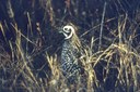 MONTEZUMAQUAIL_090_800p.jpg