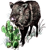 illustration of javelina next to prickly pear cactus