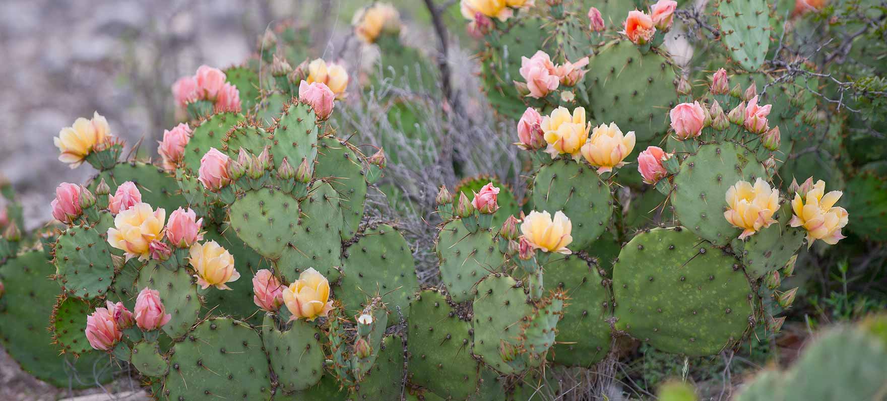 Prickly Pear