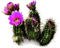 Cactus in bloom