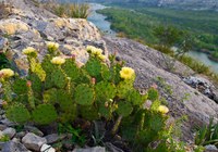 Blooming prickly pear on a hill with river beyond