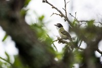 Small bird perched on a twig.