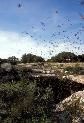 View of entrance of sinkhole from above with bats exiting.